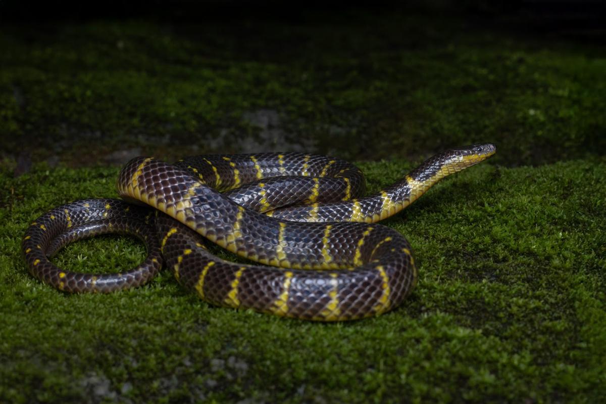 New species of rain snake recorded in Mizoram - The Hindu